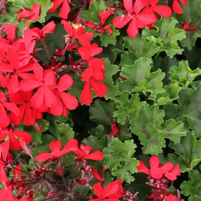 Geranium Calliope Cascade