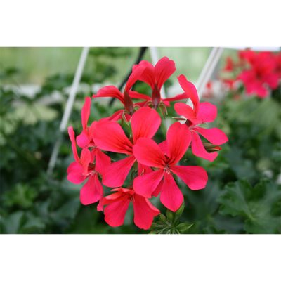 Geranium Grand Idols Neon