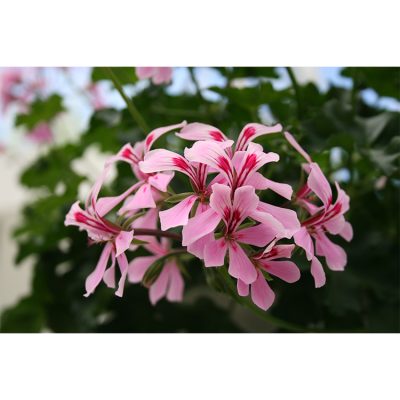 Geranium Grand Idols Pink