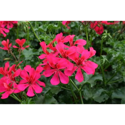 Geranium Grand Idols Purple