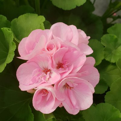 Geranium Green Idols Appleblossom