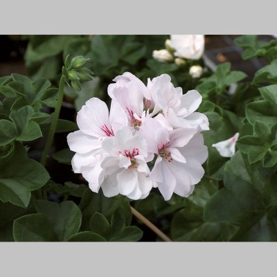 Geranium Lierre Double