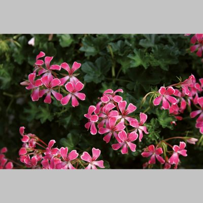 Geranium Lierre Simple
