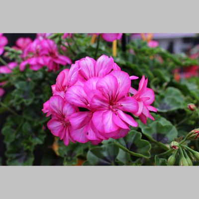 Geranium Lollipop Candy