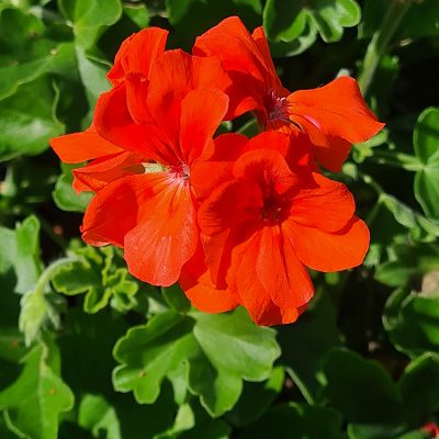 Géranium Marcada®