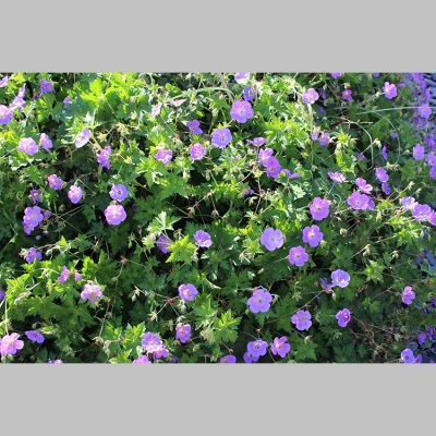 Géranium Rozanne