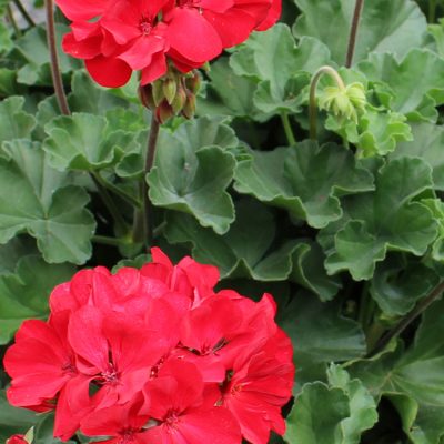 Geranium Sarita Dark Red