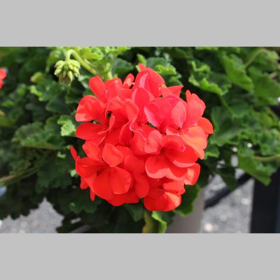 Geranium Sarita Fire