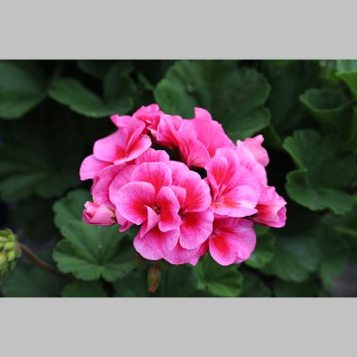 Geranium Sarita Lilac Splash