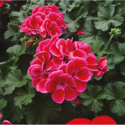 Geranium Sarita Neon Sizzle
