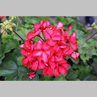 Geranium Sarita Sunstar Red