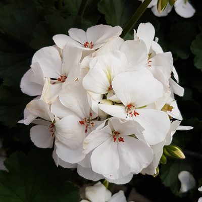 Geranium Sarita White