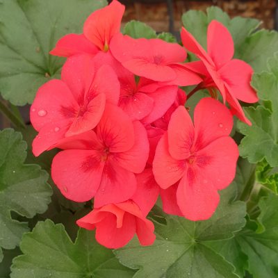 Geranium Sarita Wild Salmon