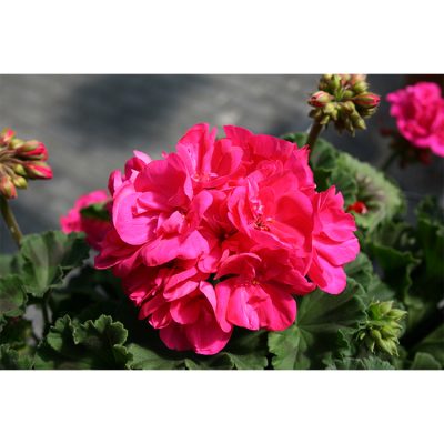 Geranium Savannah Blue