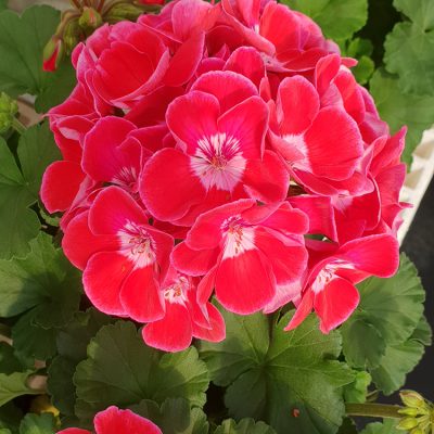 Geranium Savannah Tex Mex Ruby