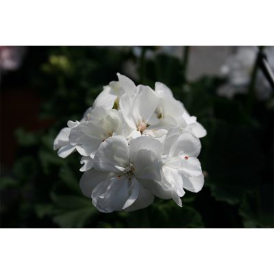 Geranium Savannah White