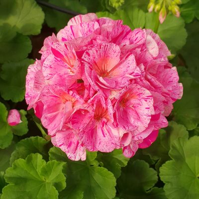 Geranium Survivor Idols Pink Batik