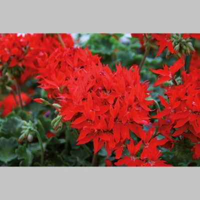 Geranium Zonale etoile