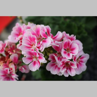 Geranium Zonale