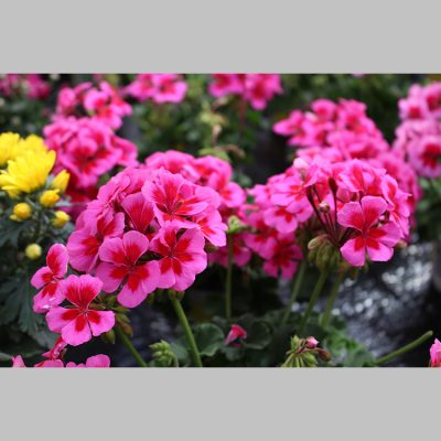 Geranium Zonale Smokey Eyes