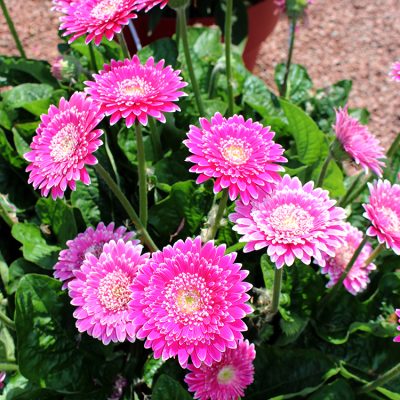 Gerbera Vivace Garvinea®