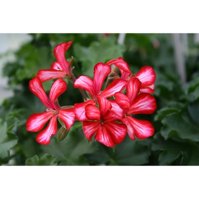 Geranium Grand Idols Lierre Simple