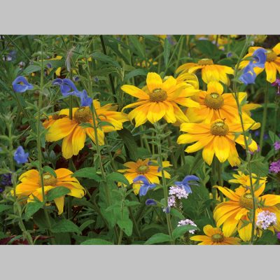 Helenium Autumnale