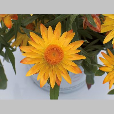 Helichrysum Italicum