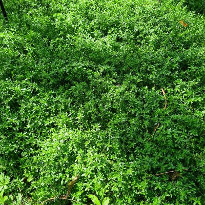Herniaria Glabra