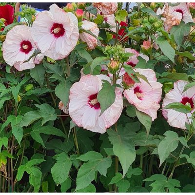Hibiscus Moscheutos