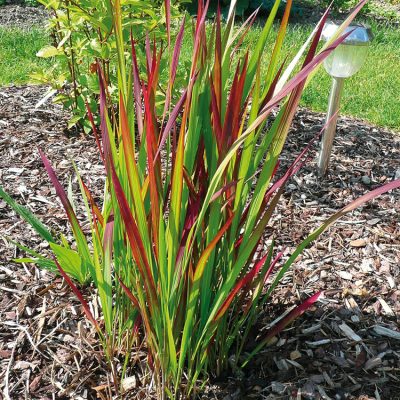 Imperata Red Baron