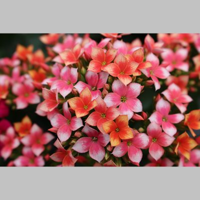 Kalanchoe