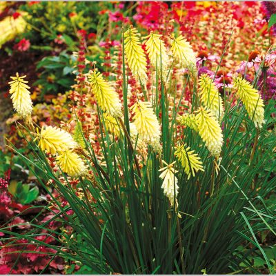 Kniphofia