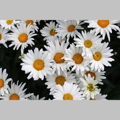 Leucanthemum