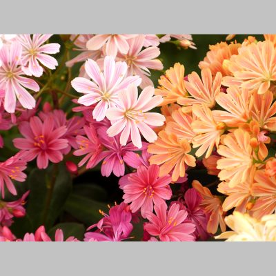 Lewisia