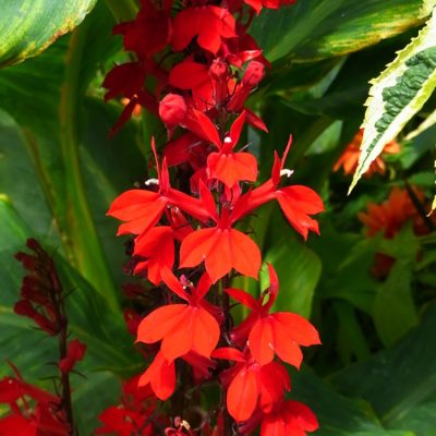 Lobelia Speciosia