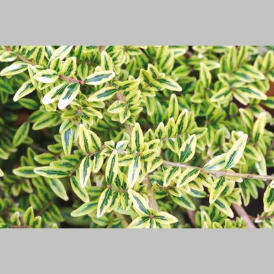 Lonicera Nitida Lemon Queen