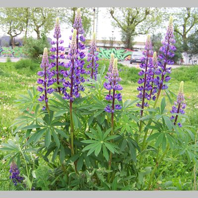 Lupin 'Gallery'