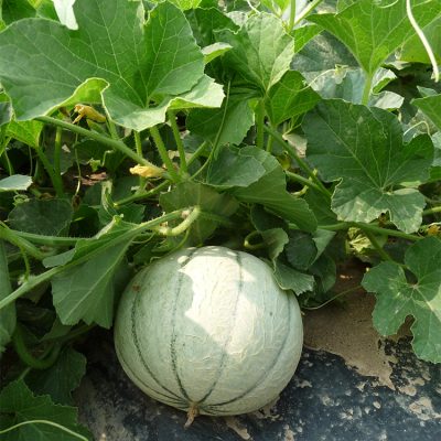 Melon Greffé Anasta