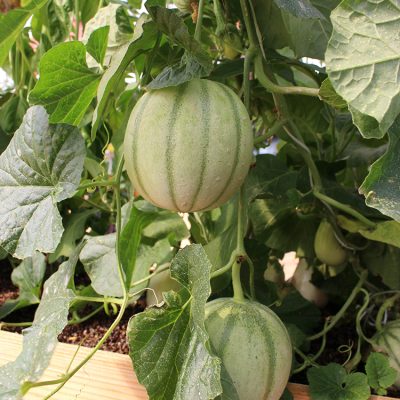 Melon Cyrano