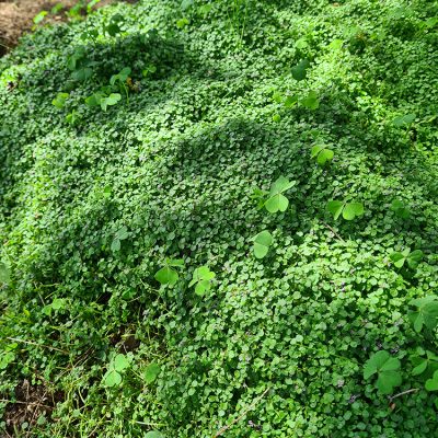 Menthe Corse