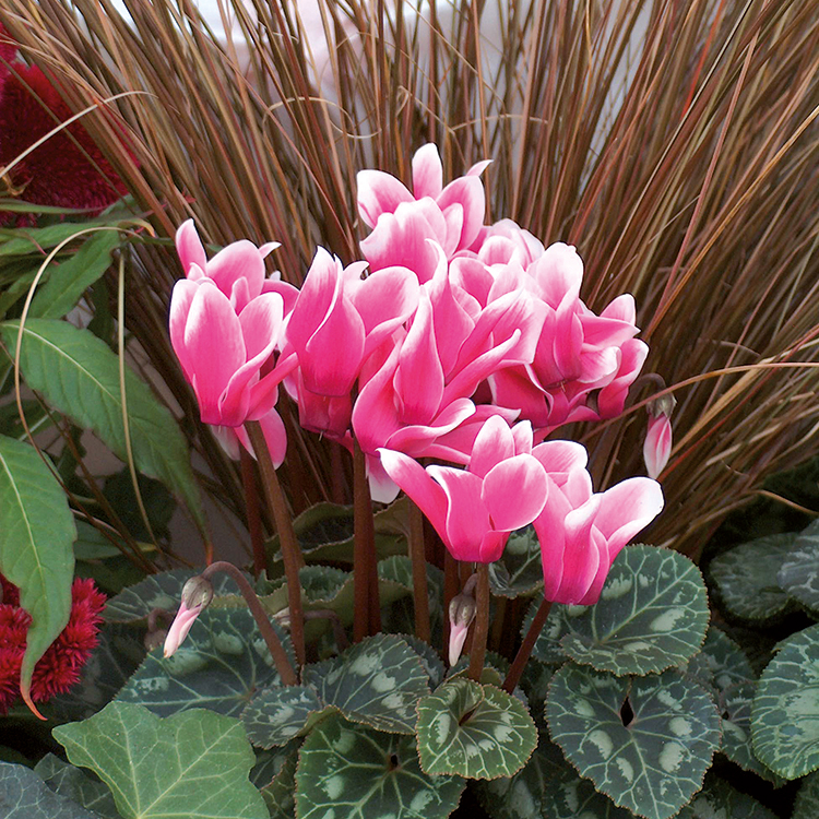 Mini Cyclamen - Fleuron d'anjou