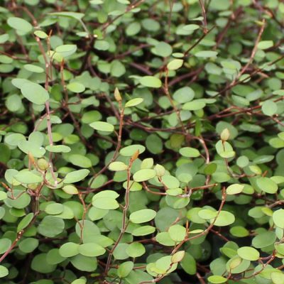 Muehlenbeckia