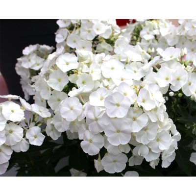 Phlox Paniculata