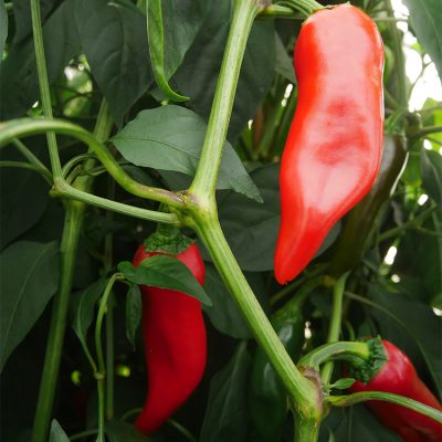 Piment Basque Gorria