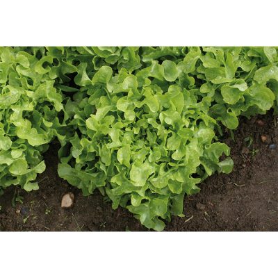 Laitue Feuille de Chêne Querido