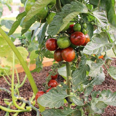 Tomate Cocktail Allongée en Grappe Melange Cookie®