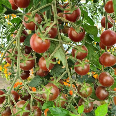 Tomate Cerise en Grappe Black Cherry