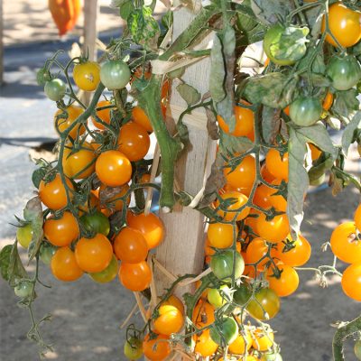 Tomate Cerise en Grappe Gold Nugget