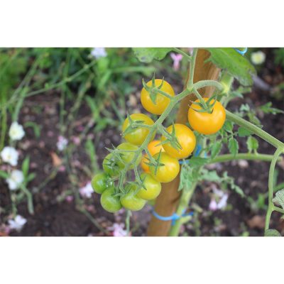Tomate Cerise Gold Win